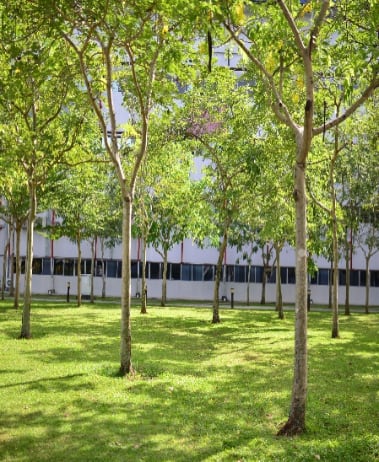 Pokok golden shower (Cassia Fistula) - 53 unit