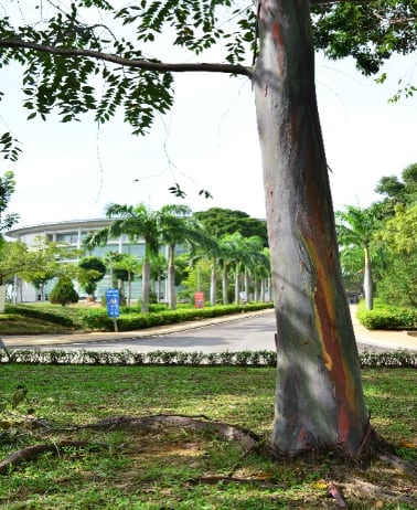 Pokok Pelangi (Eucalyptus Deglupta) 1 unit